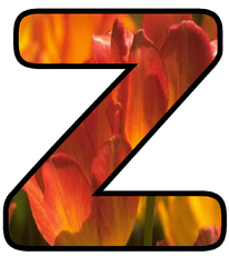 Dekobuchstaben-Tulpe_Z.jpg